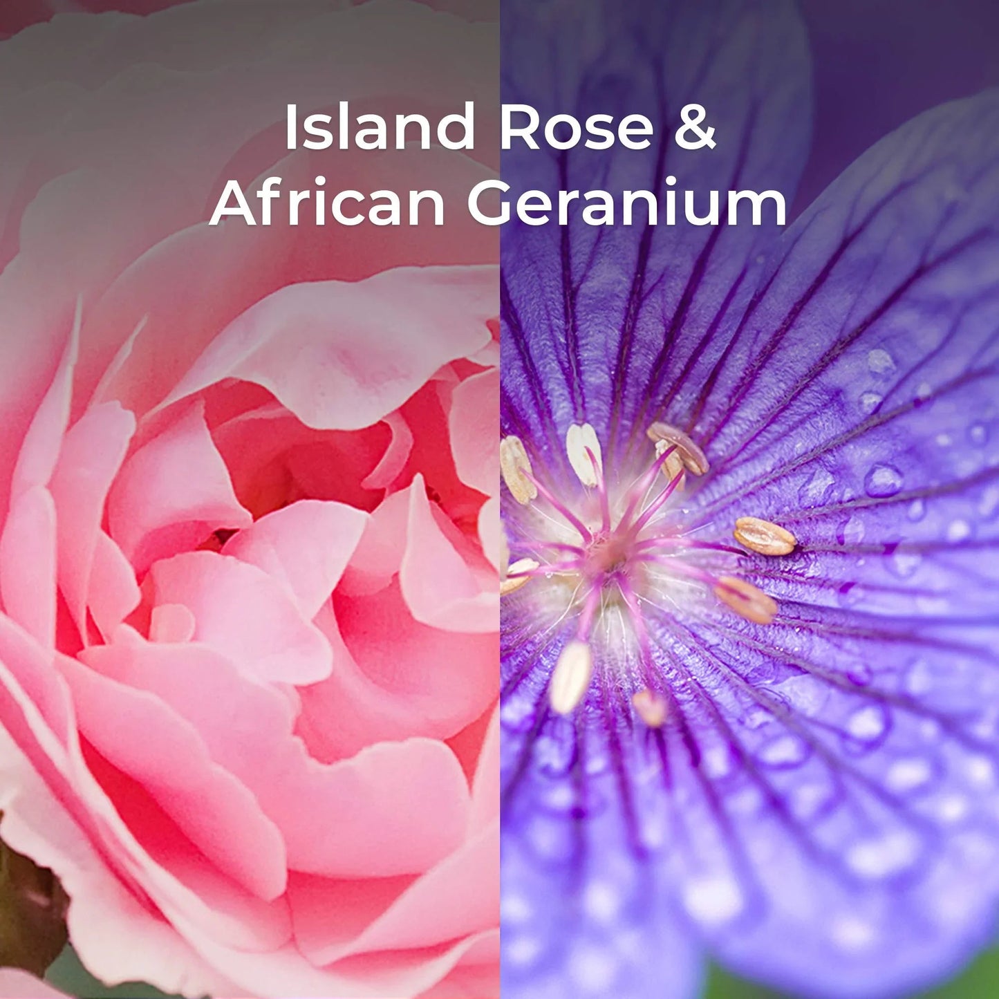 Imagem de flores Island Rose e African Geranium, representando fragrâncias naturais e exóticas.